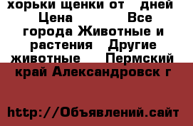 хорьки щенки от 35дней › Цена ­ 4 000 - Все города Животные и растения » Другие животные   . Пермский край,Александровск г.